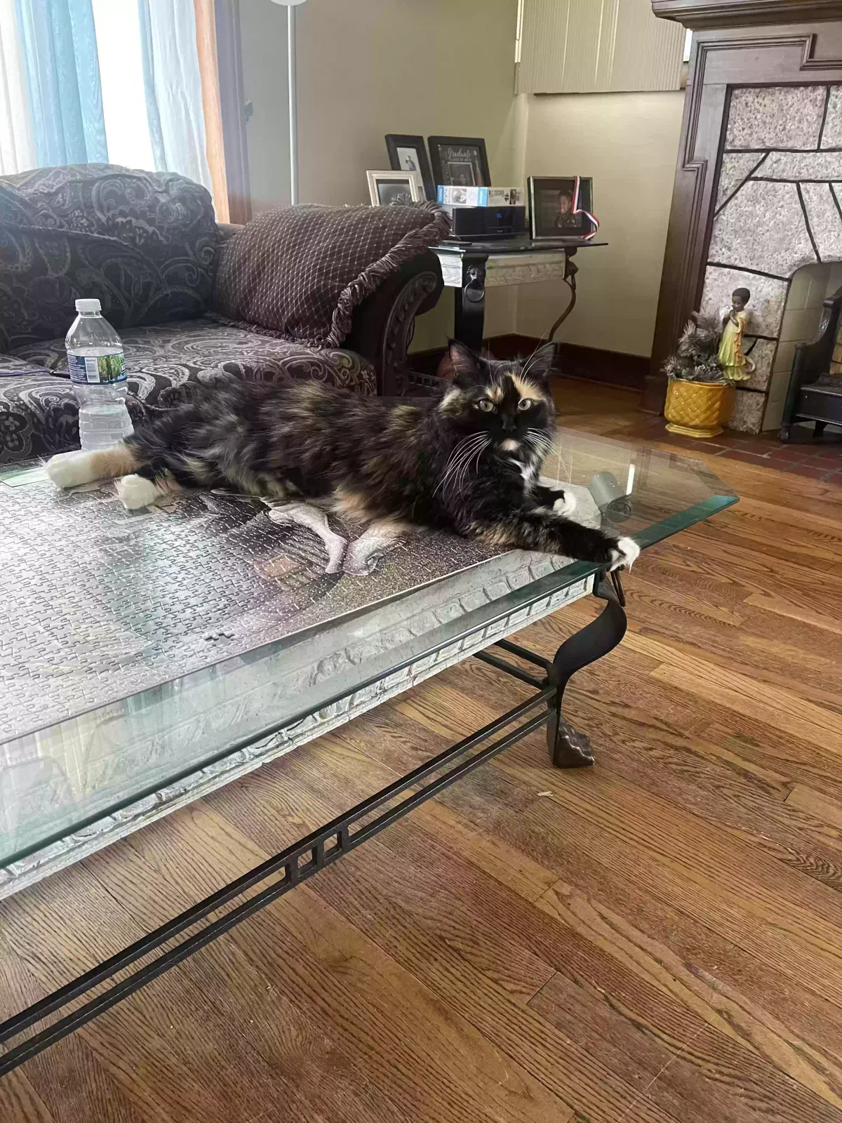 Lost cat in Trenton, MI, 48183