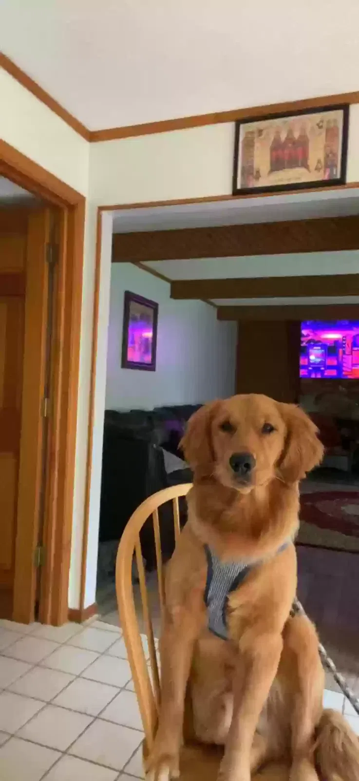 Lost dog in Reynoldsburg, OH, 43068