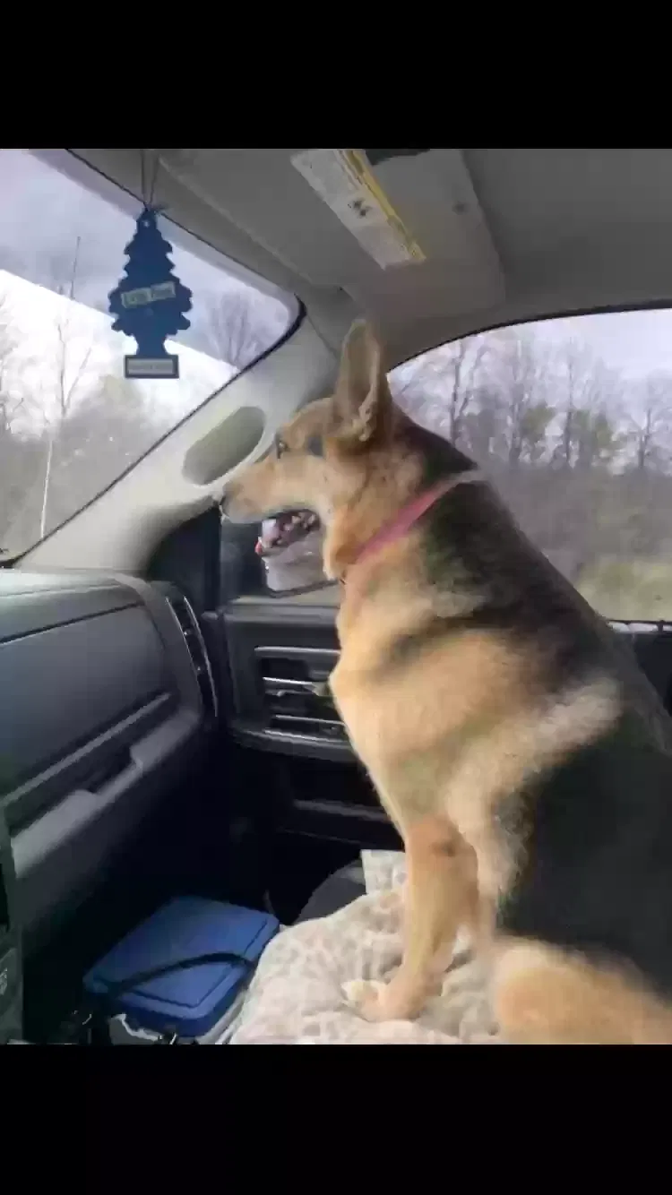 Lost dog in Gordon, WI, 54838