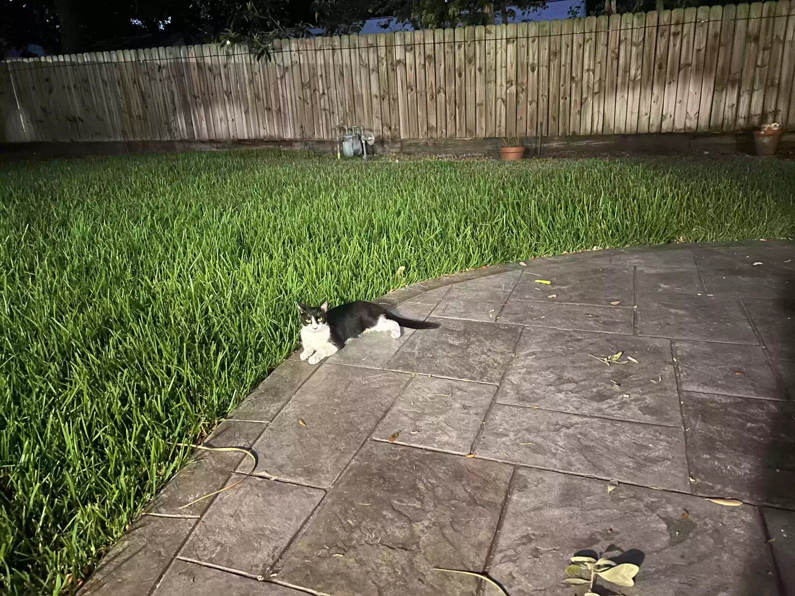 Found cat in Houston, TX, 77096