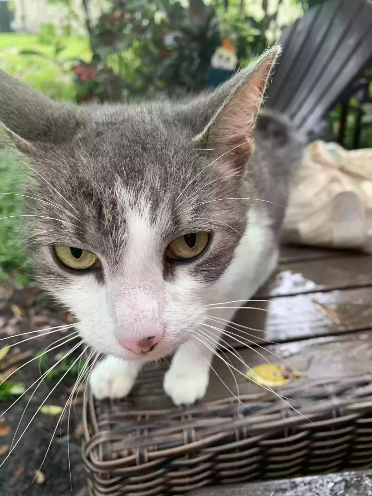 Found cat in New Port Richey, FL, 34654