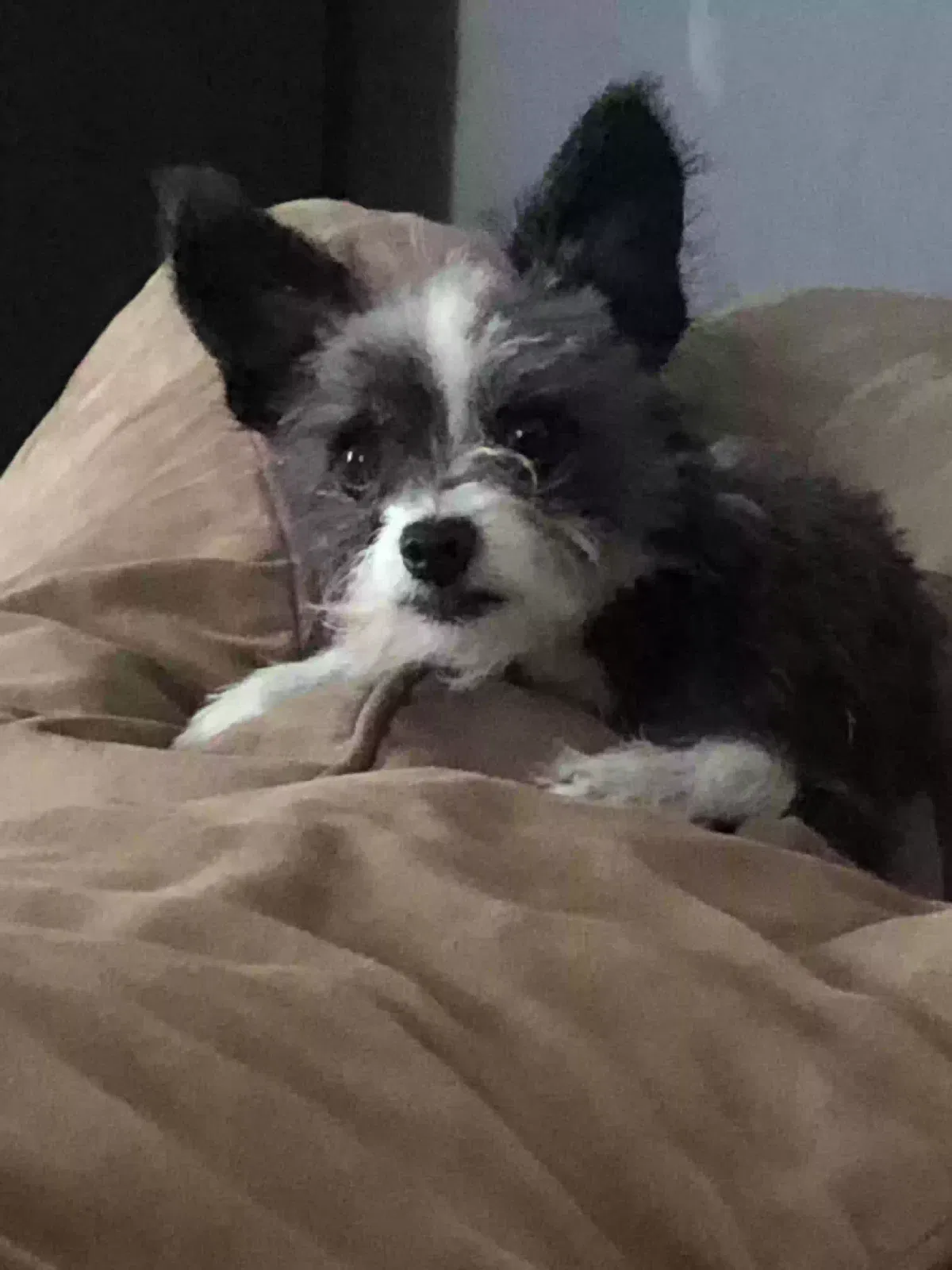 Lost dog in Tucson, AZ, 85748