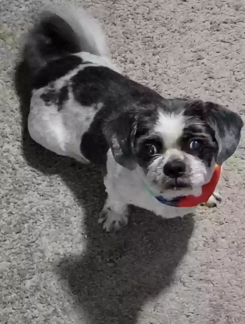 Lost dog in Henryville, PA, 18332