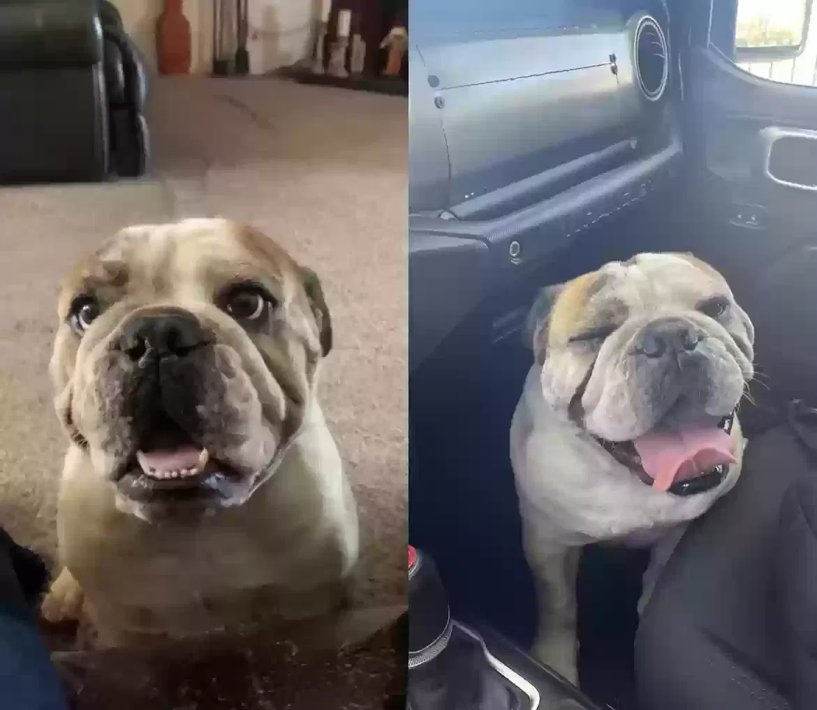 Lost dog in Albuquerque, NM, 87105