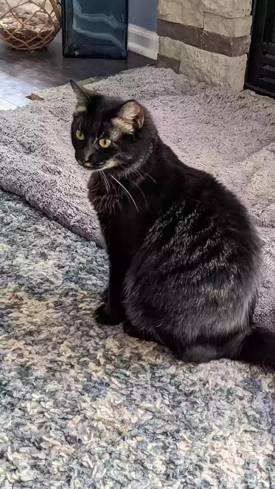 Lost cat in Portsmouth, VA, 23703