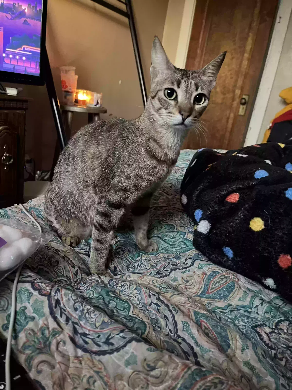 Lost cat in New Kensington, PA, 15068