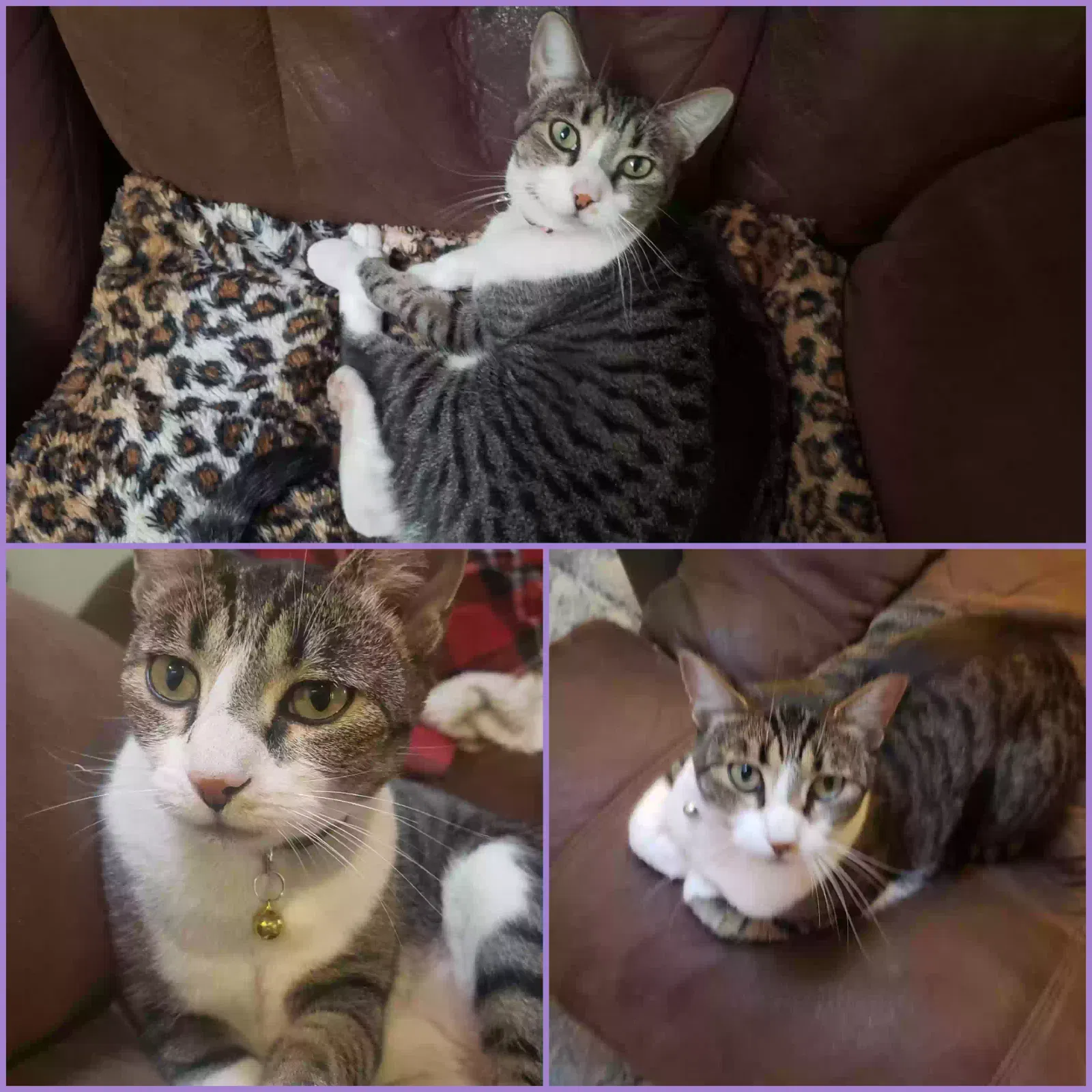 Lost cat in Turlock, CA, 95380
