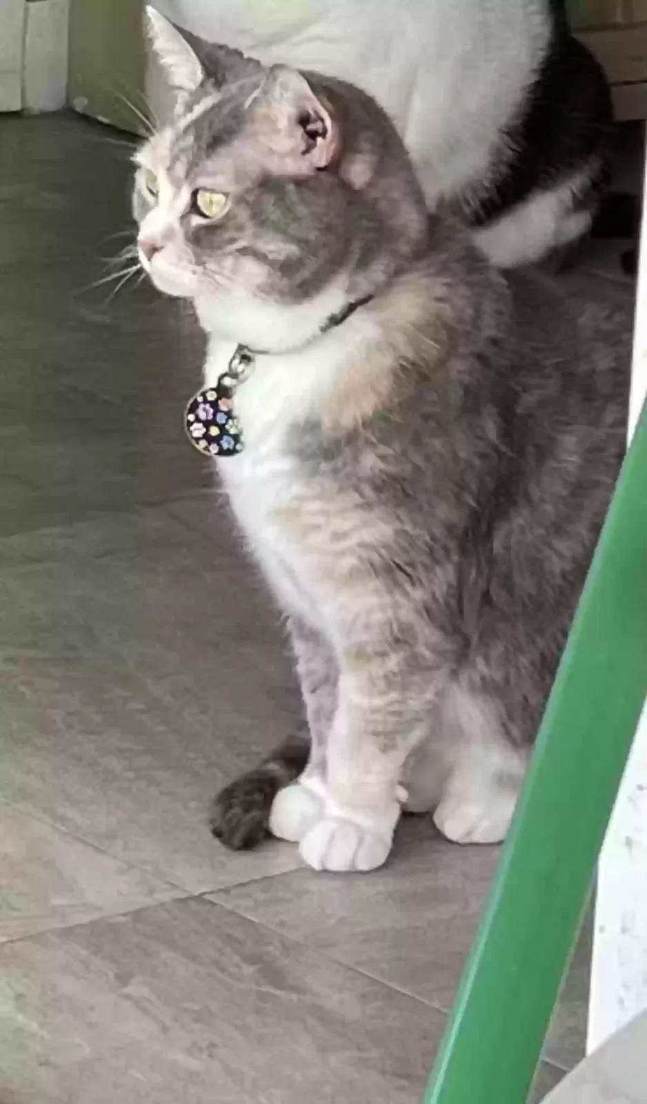 Lost cat in Mckeesport, PA, 15132