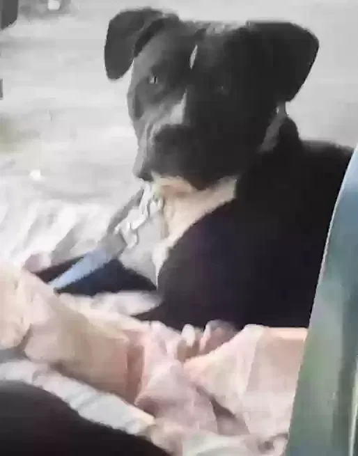 Lost dog in Spokane, WA, 99217