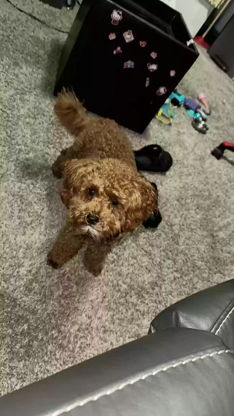 Lost dog in Aurora, CO, 80017