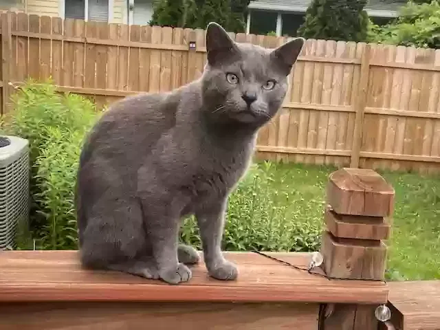 Lost cat in Kenosha, WI, 53142