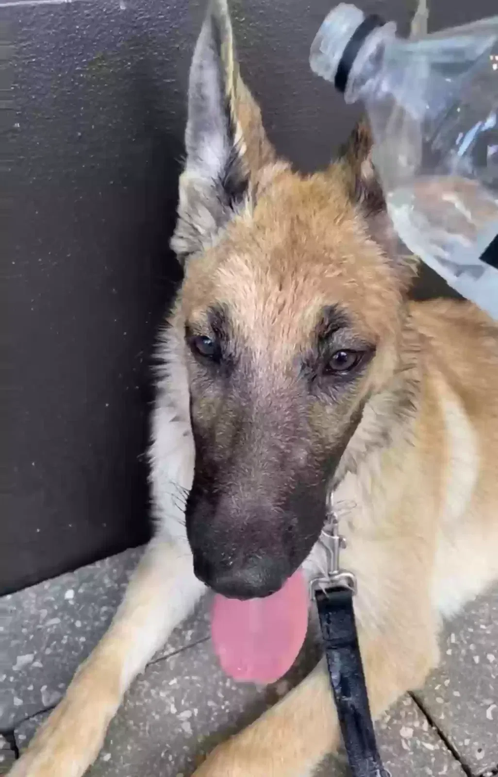 Lost dog in Hollywood, FL, 33020