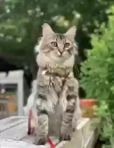 Lost cat in West Bloomfield, MI, 48323