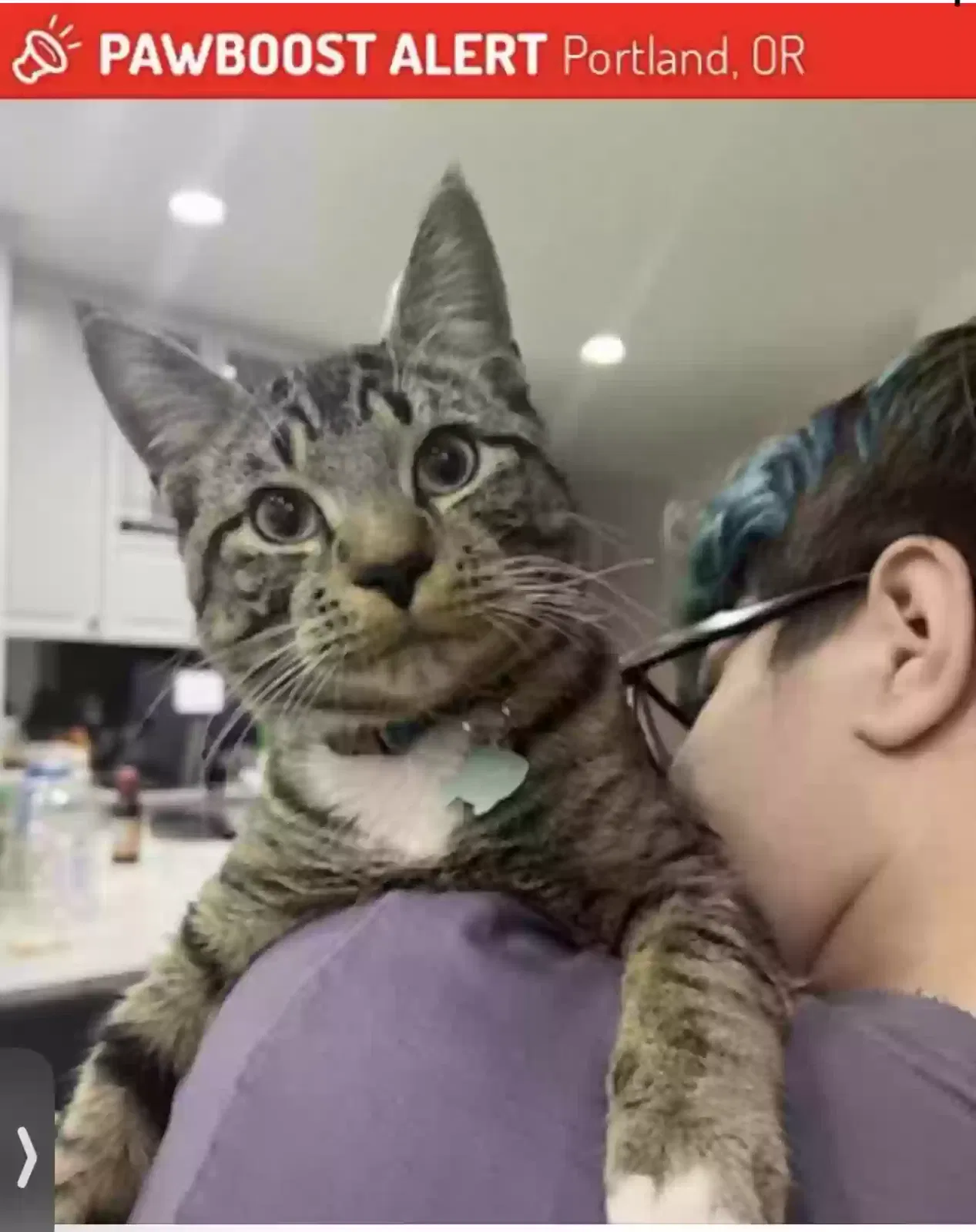 Lost cat in Portland, OR, 97229