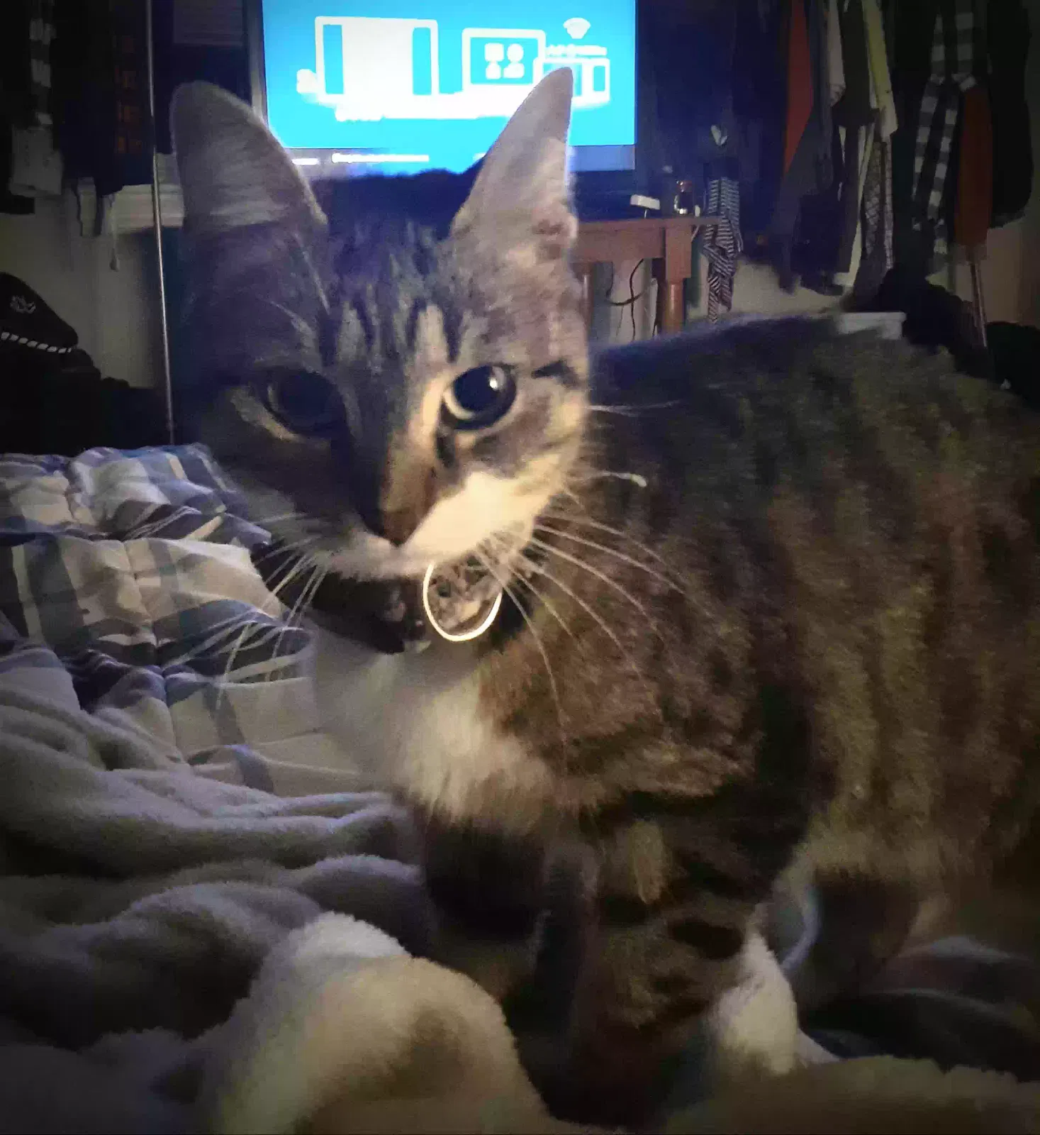 Lost cat in Philadelphia, PA, 19144