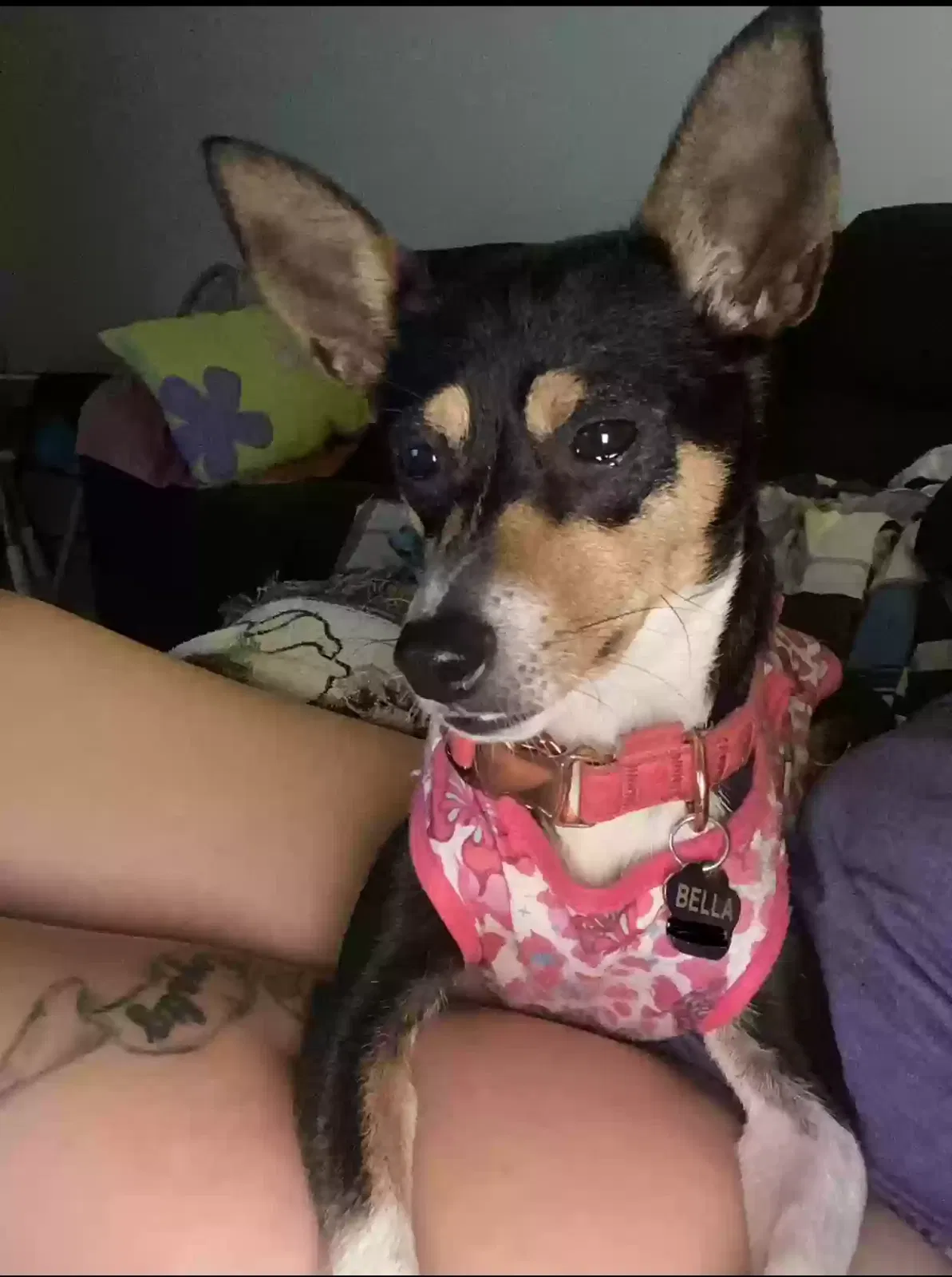 Lost dog in Fort Myers, FL, 33901