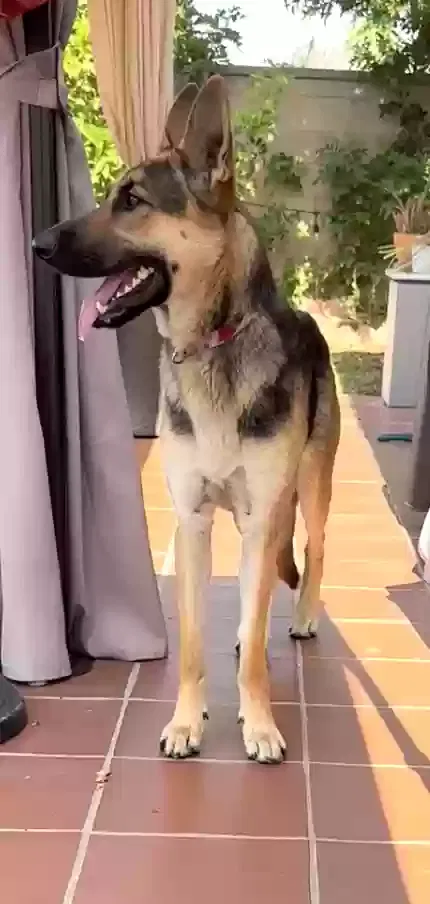 Found dog in Torrance, CA, 90505
