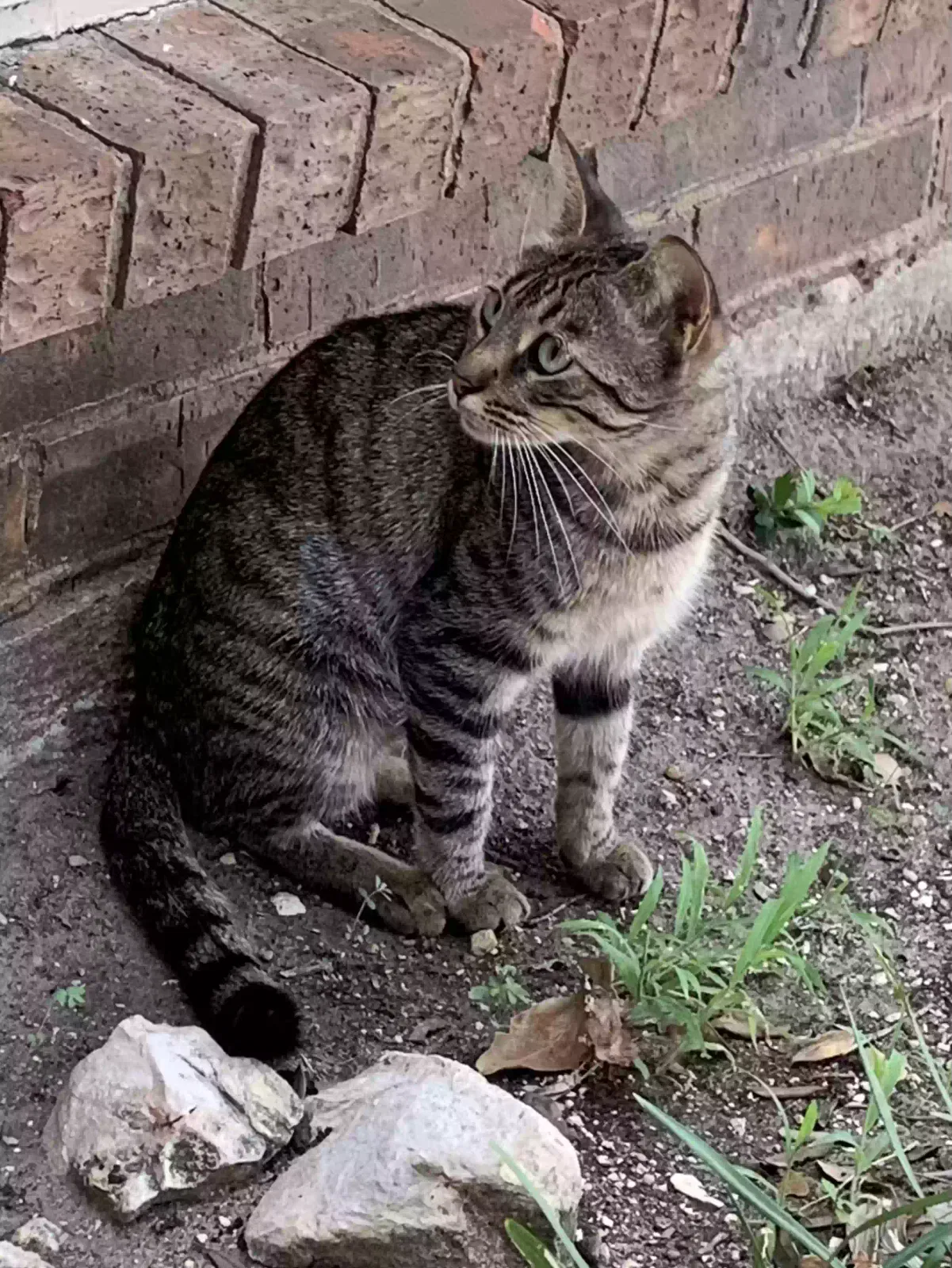Found cat in Carrollton, TX, 75007