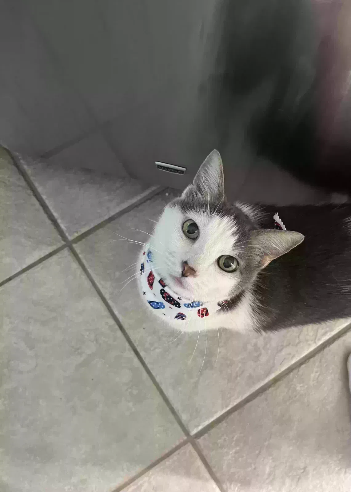 Lost cat in Lake Mary, FL, 32746