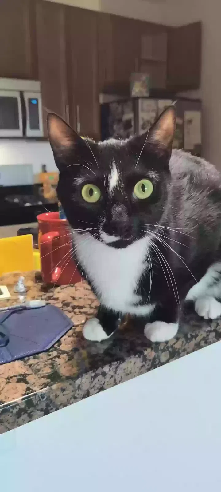 Lost cat in Woodbridge, VA, 22191