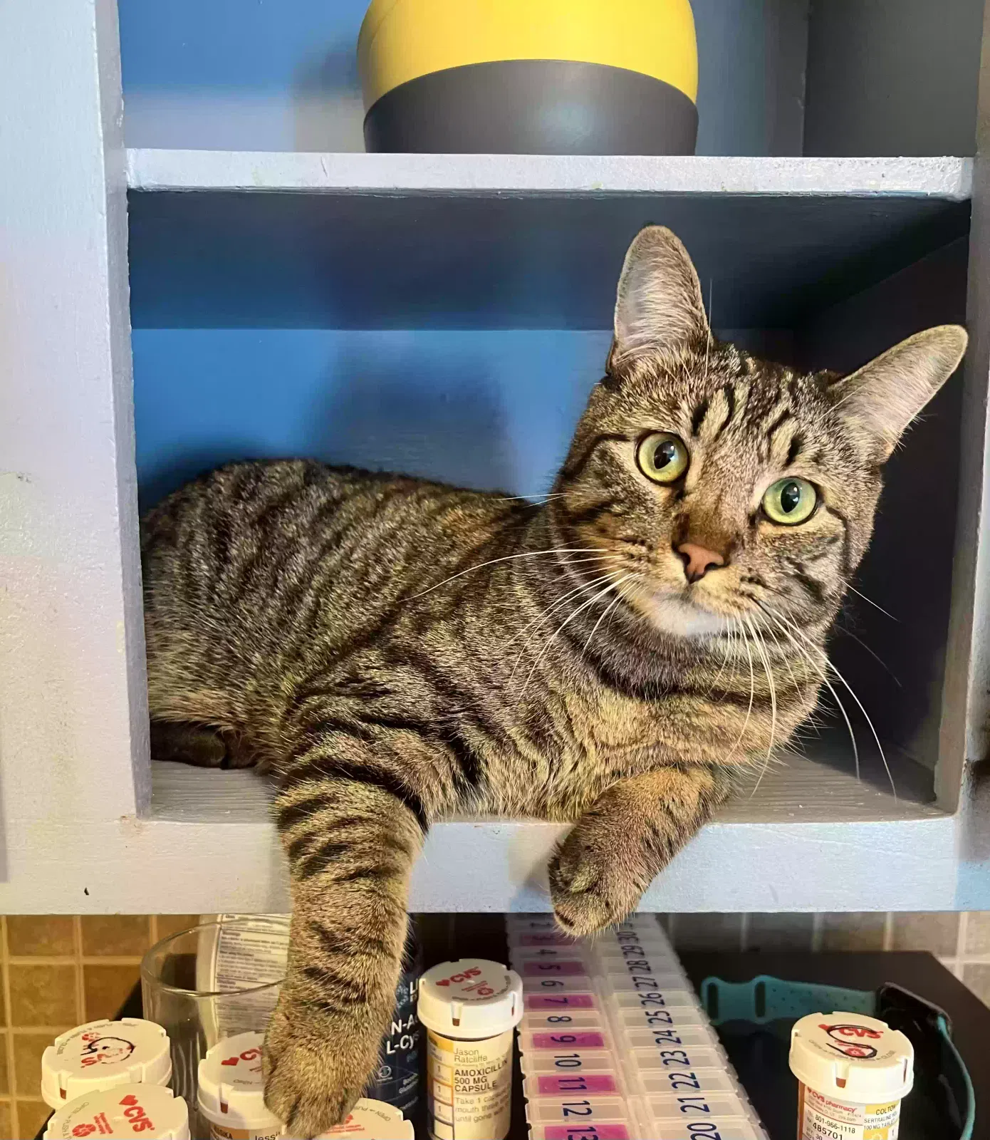 Lost cat in Salt Lake City, UT, 84128