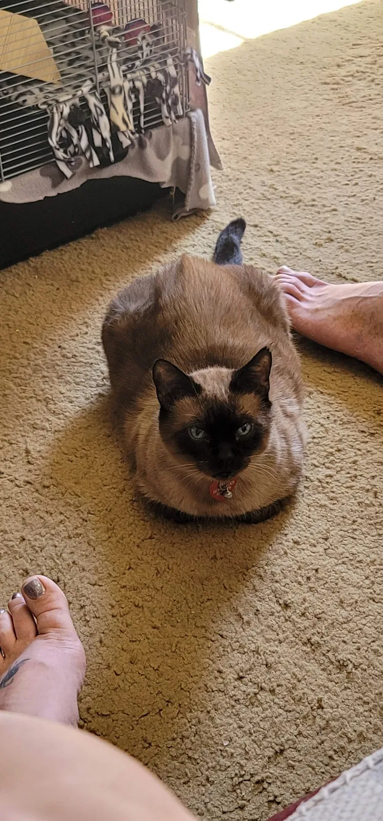 Lost cat in Shelbyville, TN, 37160