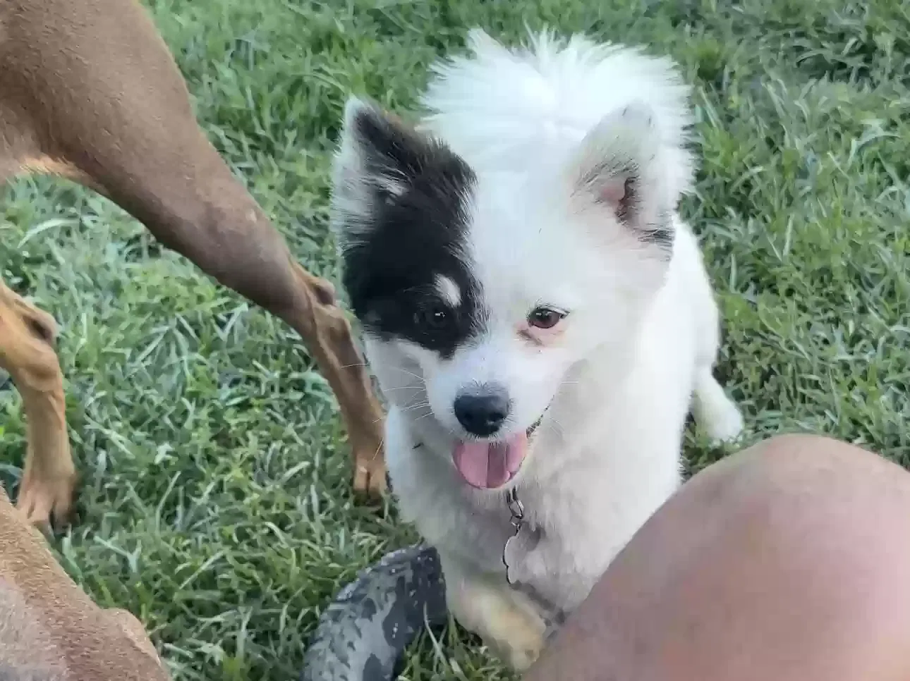 Lost dog in Buena Park, CA, 90621