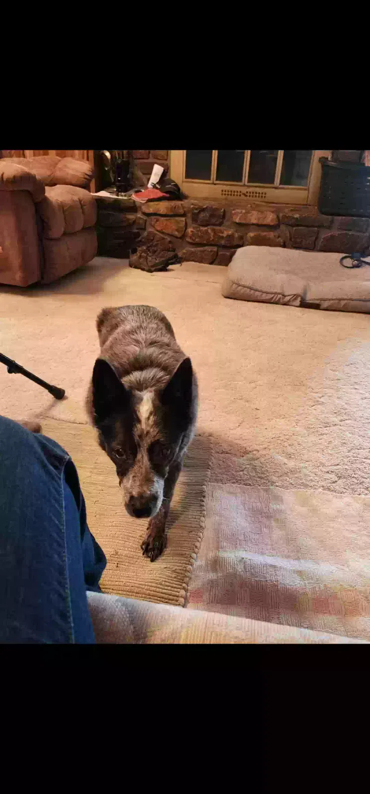 Lost dog in Garfield, AR, 72732