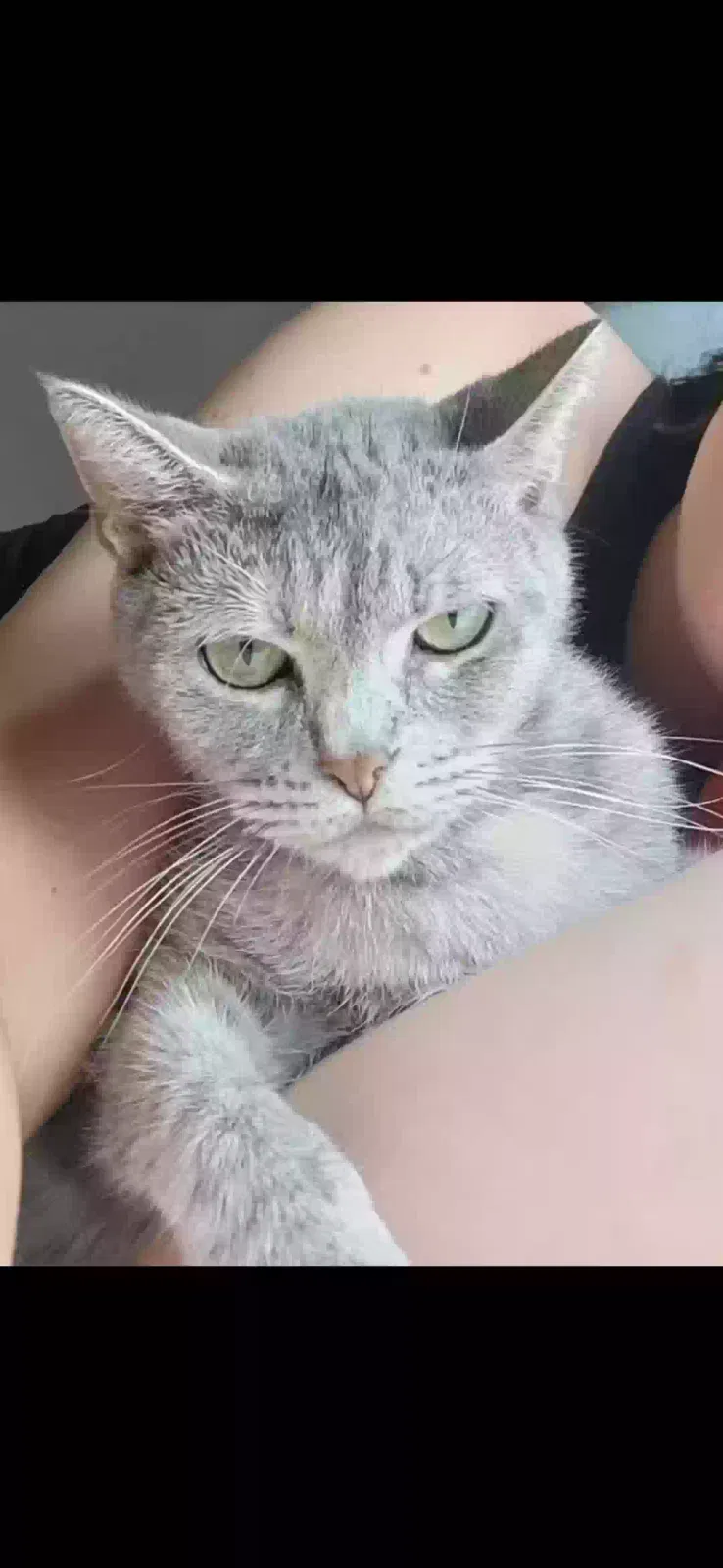 Lost cat in Willis, TX, 77318