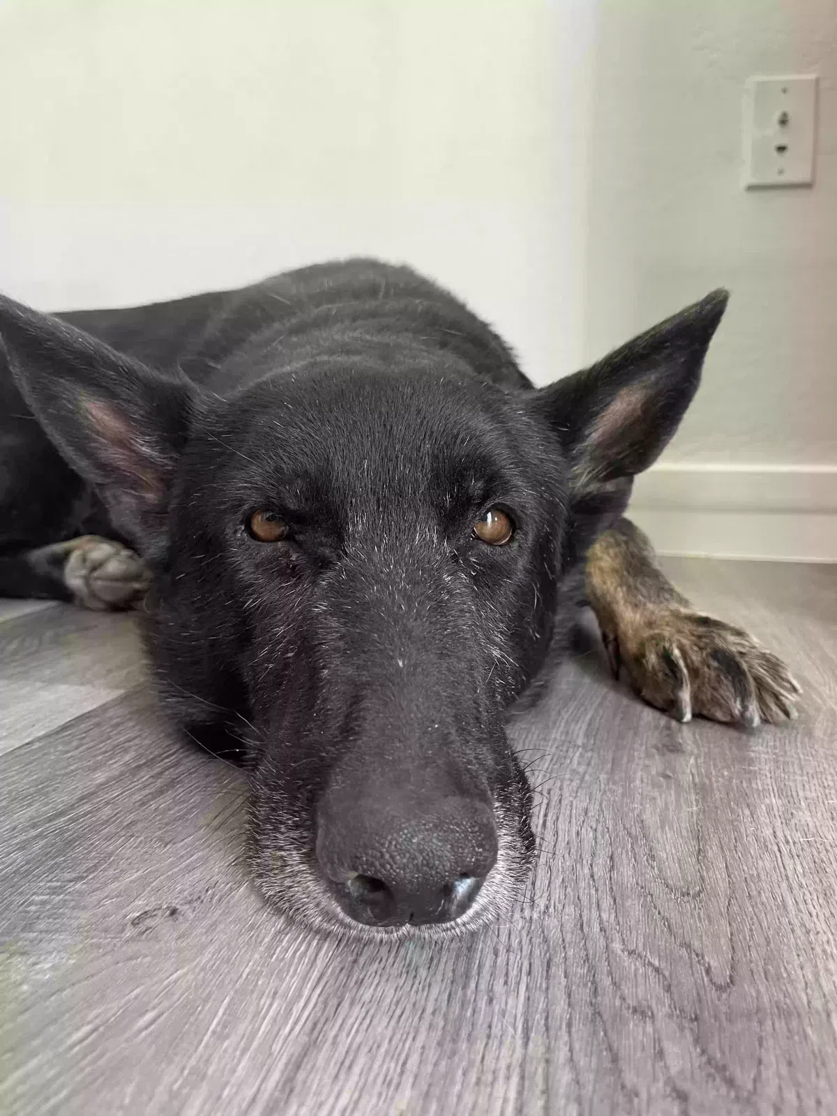 Found dog in Phoenix, AZ, 85042
