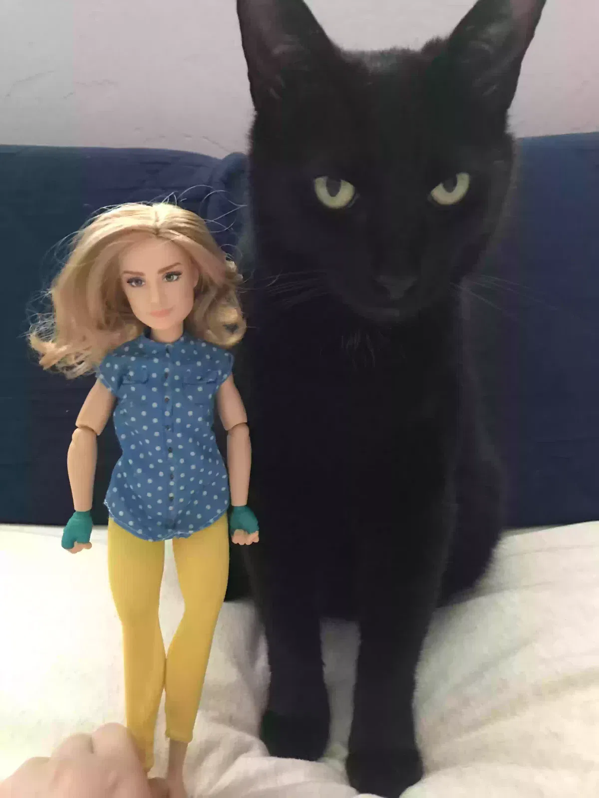 Lost cat in Gainesville, FL, 32605