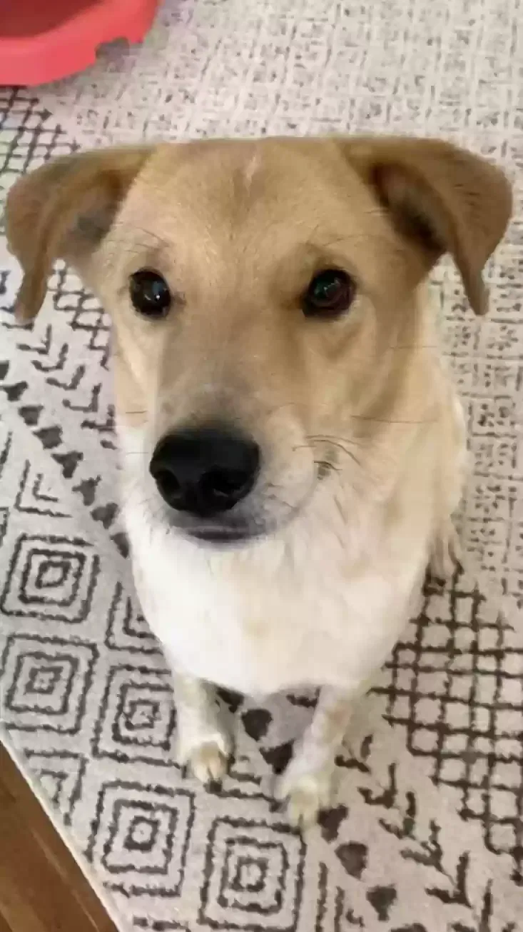 Lost dog in Havensville, KS, 66432