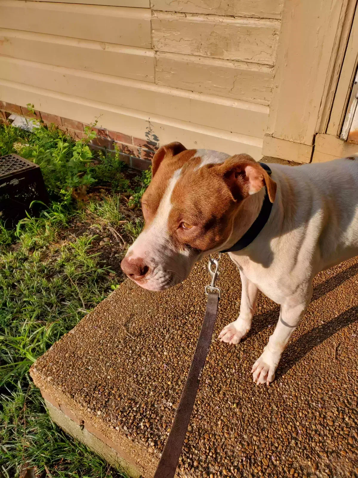 Found dog in Memphis, TN, 38128