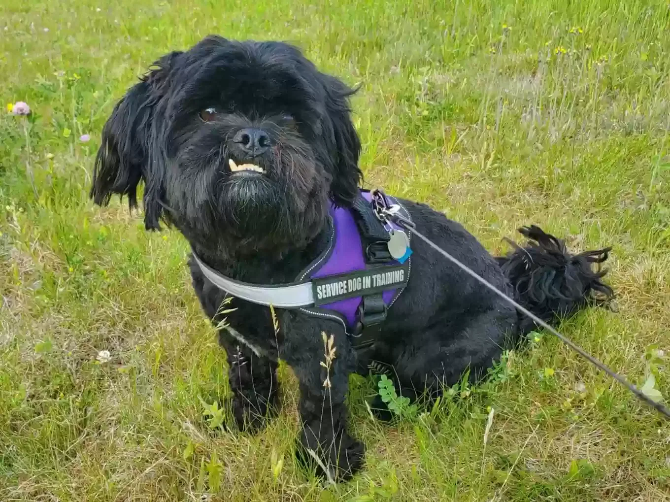Lost dog in Ridgeway, SC, 29130