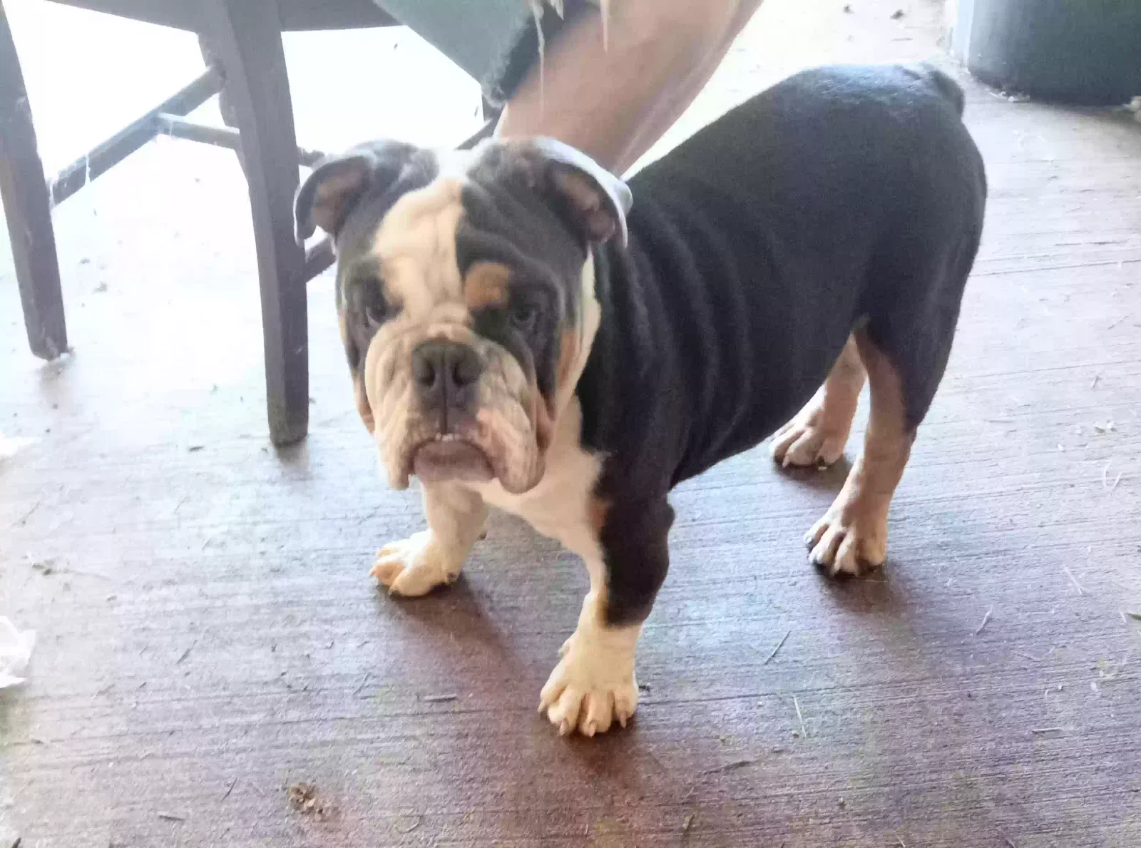 Found dog in Slidell, LA, 70461