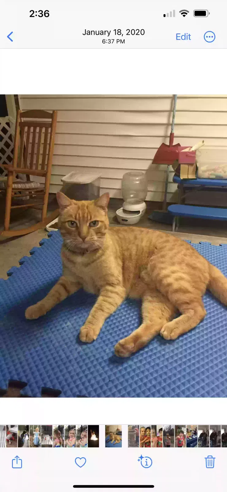 Lost cat in Ponchatoula, LA, 70454