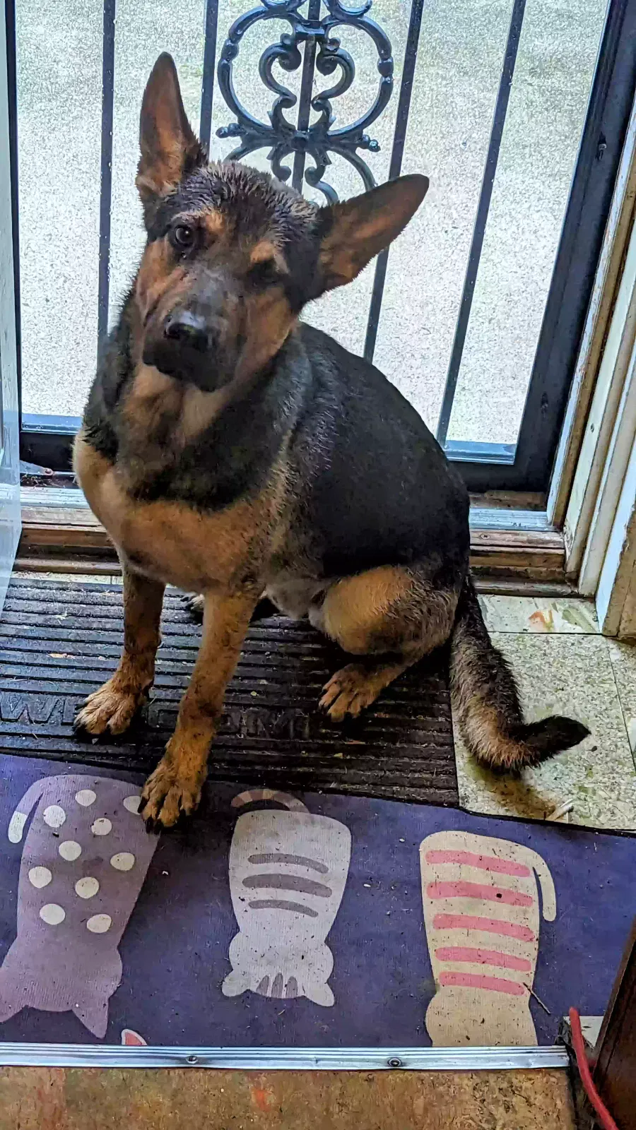 Found dog in Detroit, MI, 48238