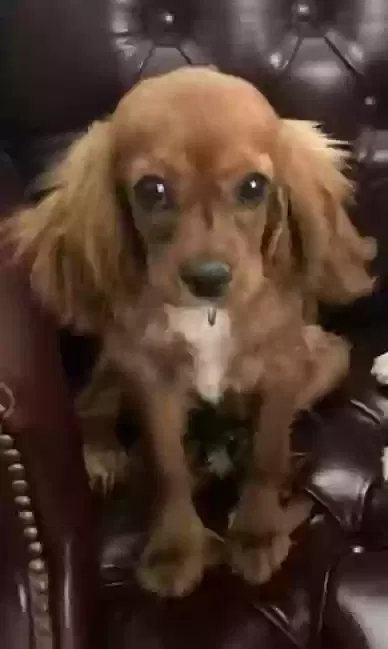 Lost dog in Jarrell, TX, 76537