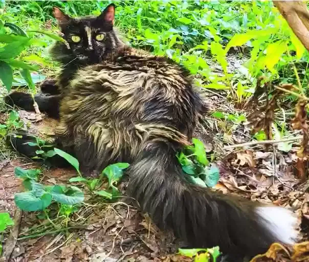 Lost cat in Burke, VA, 22015