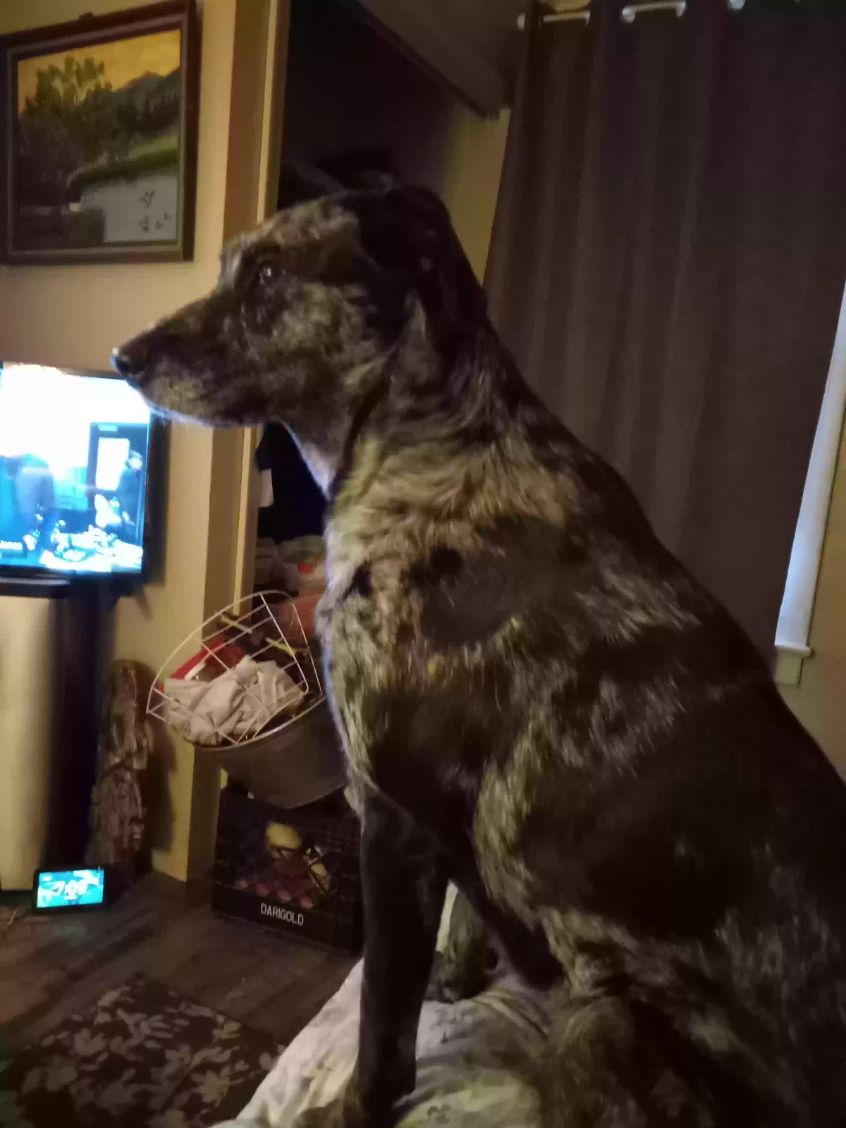 Lost dog in Salem, OR, 97301