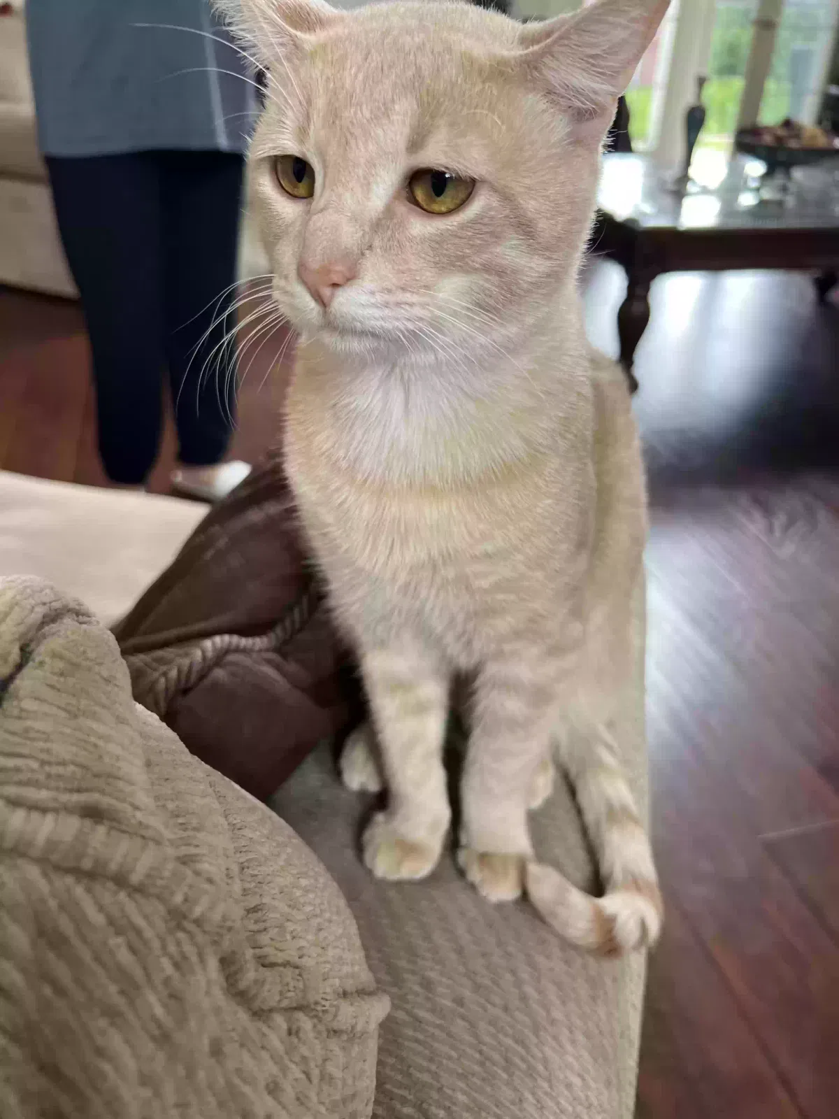 Lost cat in Mckinney, TX, 75071