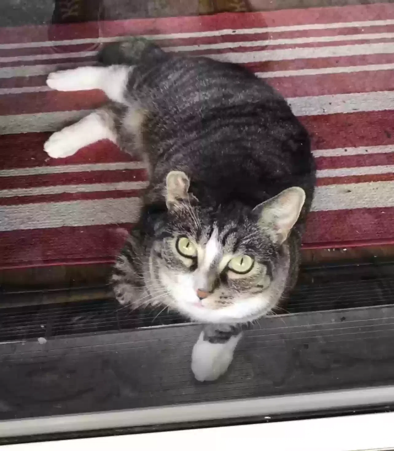 Lost cat in Portsmouth, VA, 23704