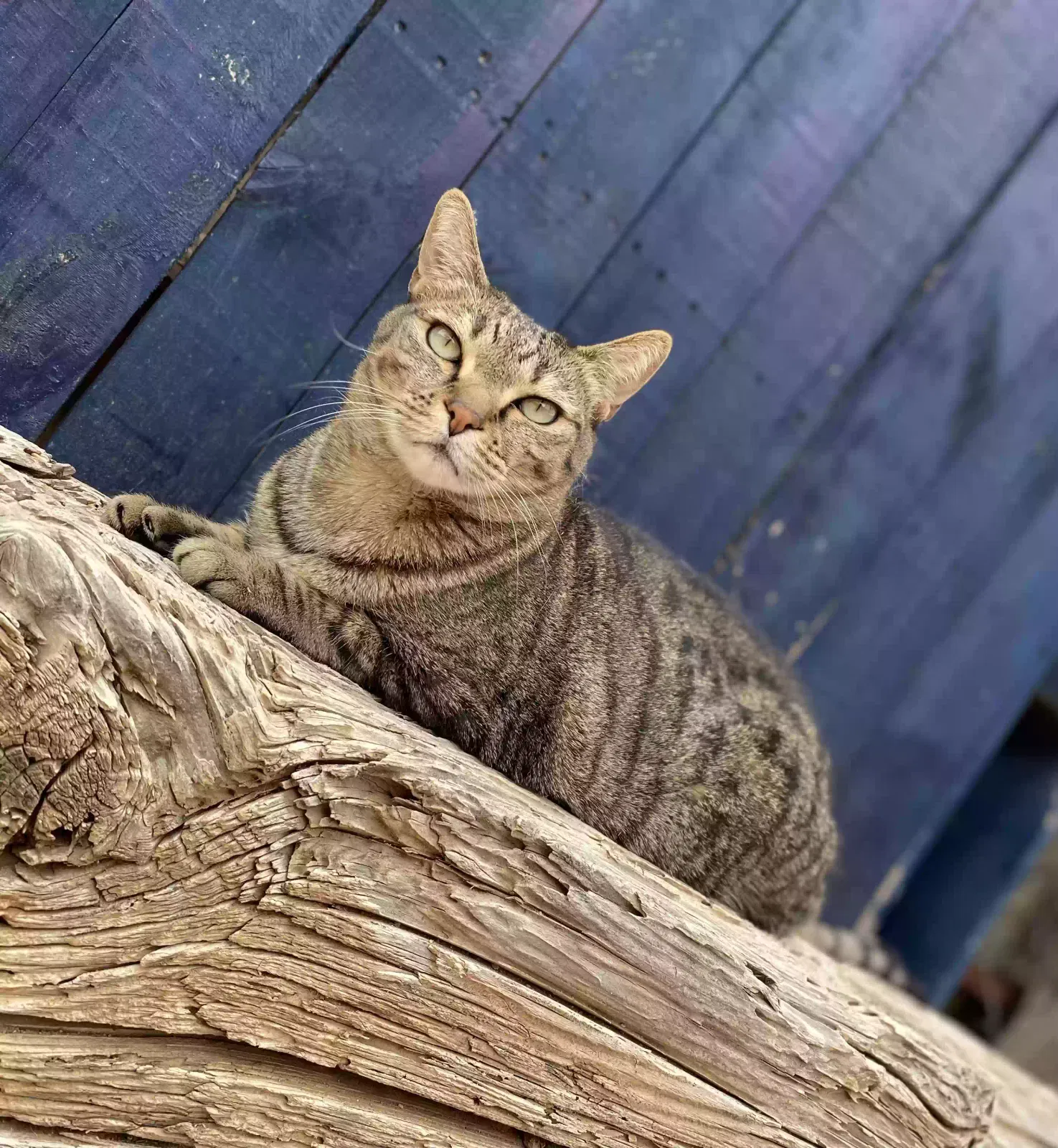 Lost cat in Tucson, AZ, 85710