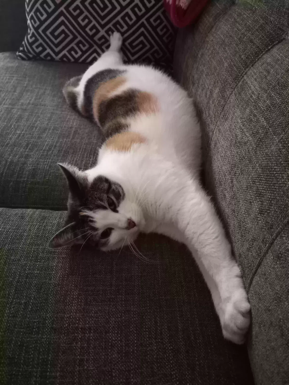 Lost cat in Mandeville, LA, 70448