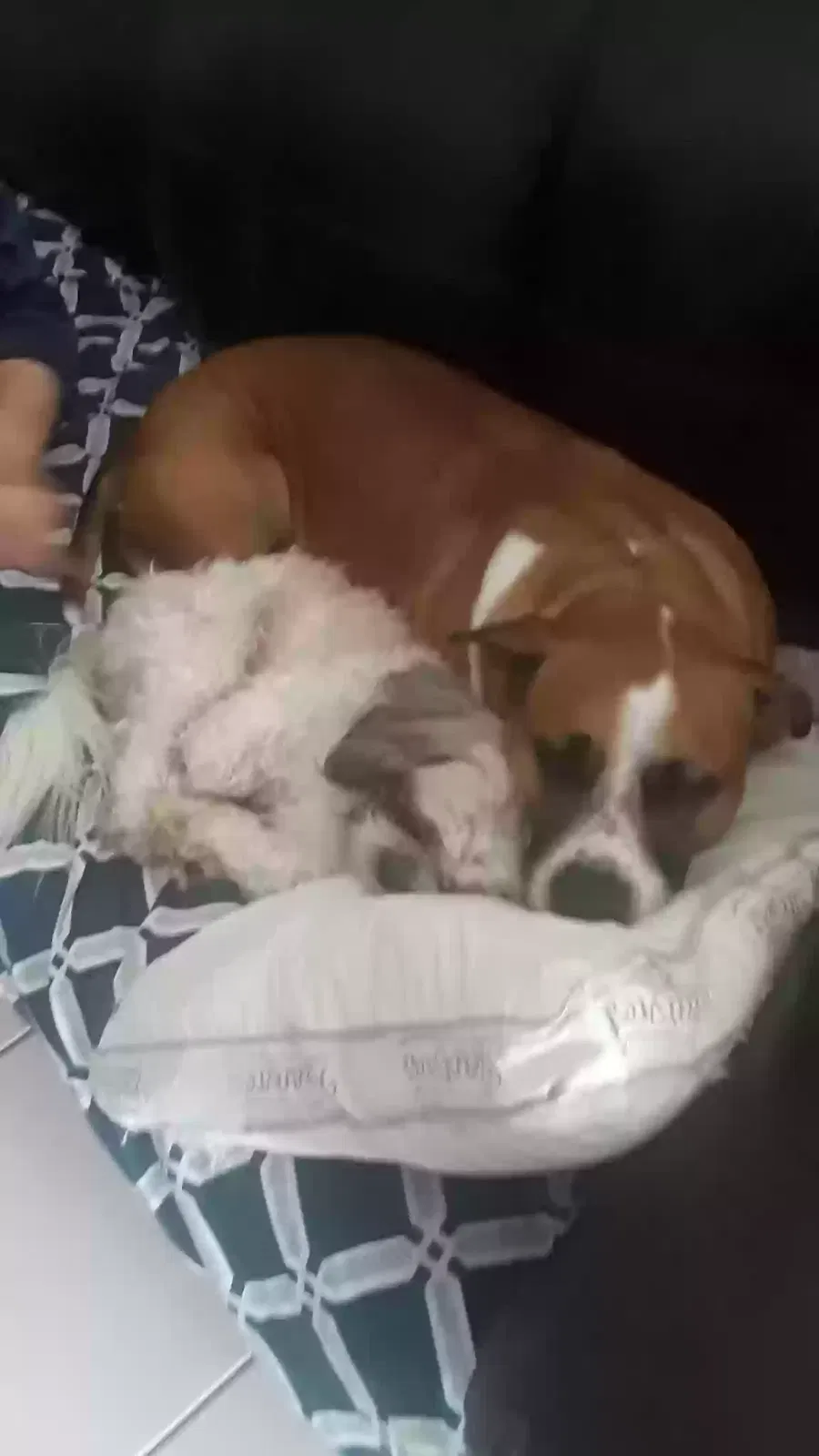 Lost dog in Houston, TX, 77083
