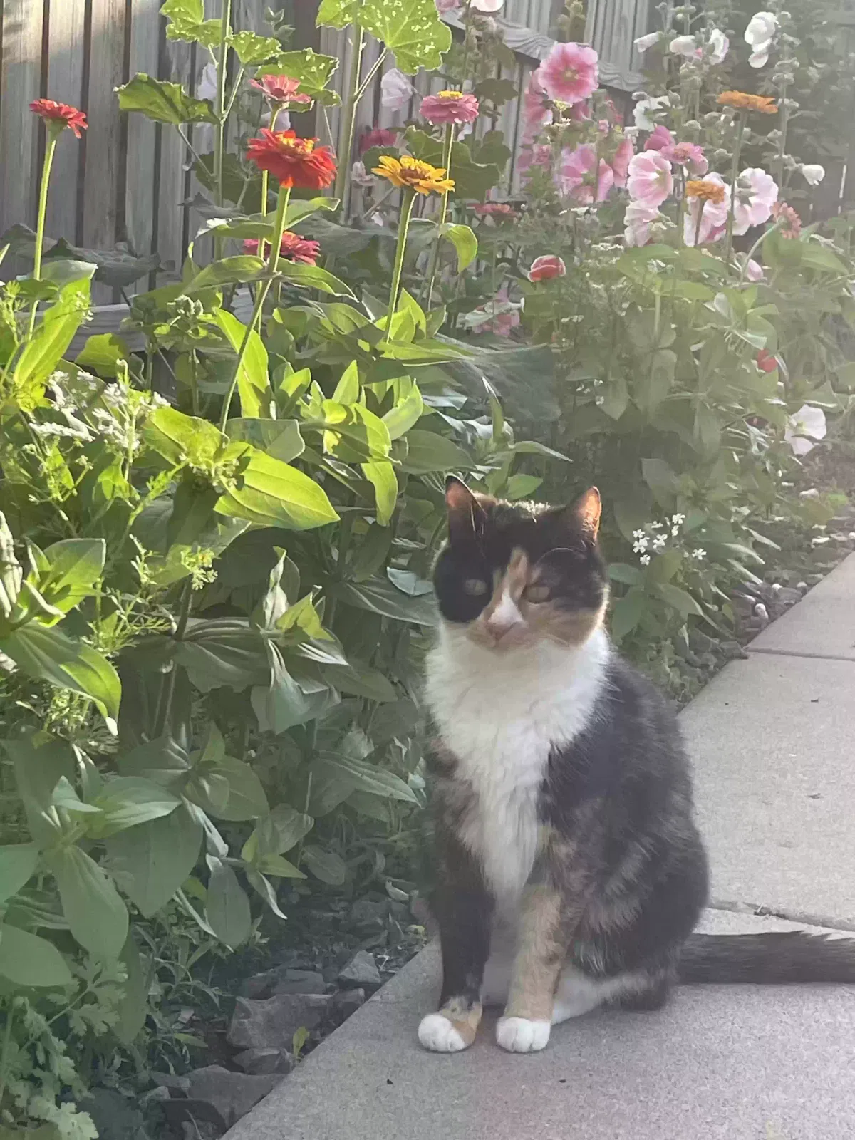 Lost cat in Minneapolis, MN, 55426