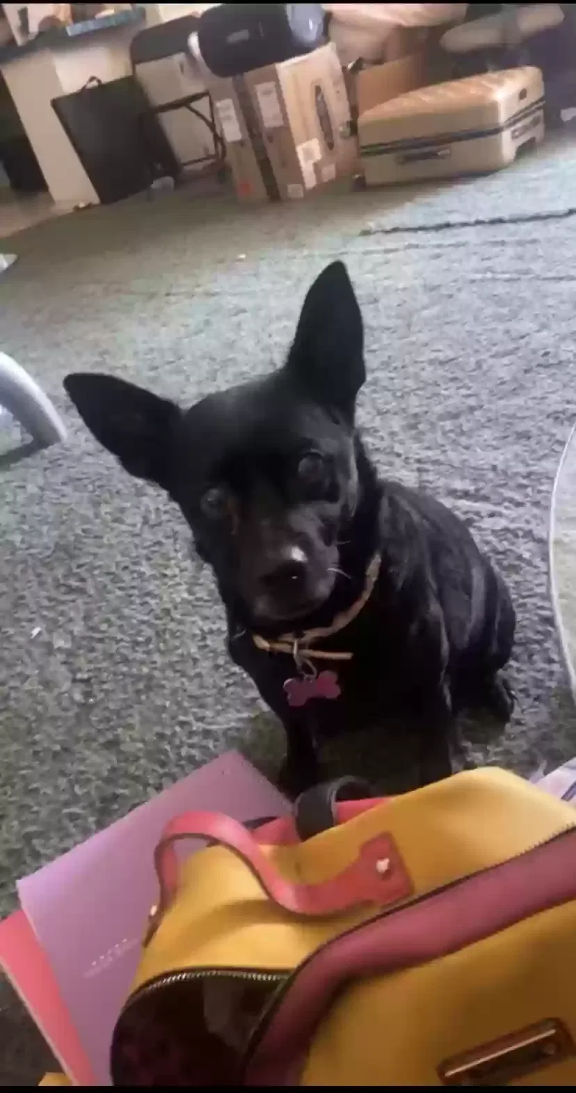 Lost dog in Brownwood, TX, 76801