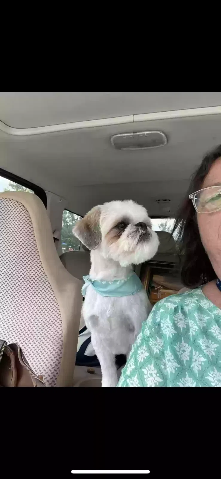 Lost dog in Maumelle, AR, 72113