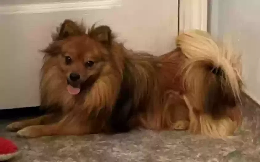 Lost dog in Fresno, CA, 93706