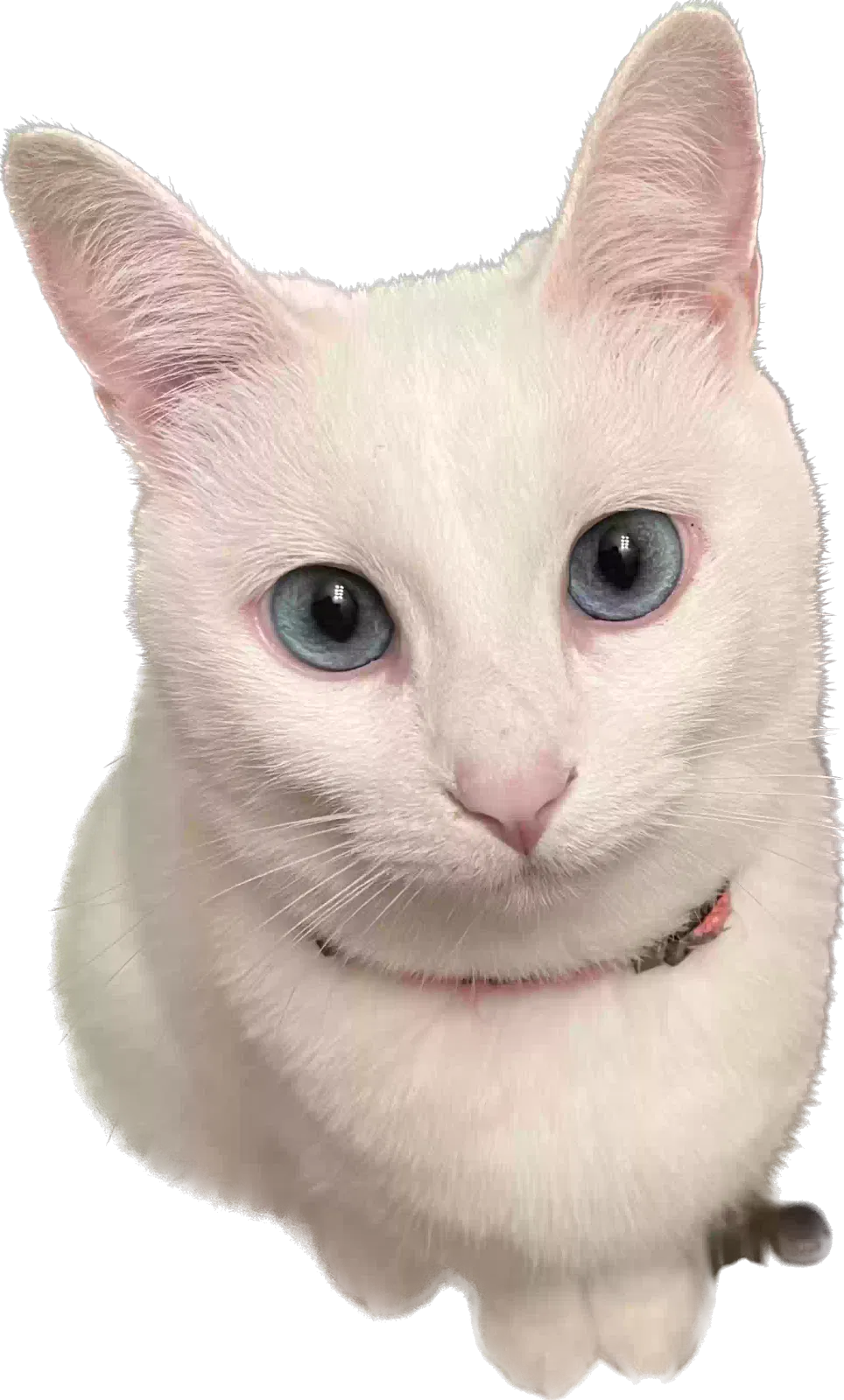 Lost cat in Mooresville, NC, 28115